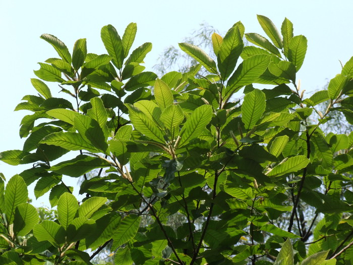 板栗Castanea mollissima 板栗Castanea mollissima