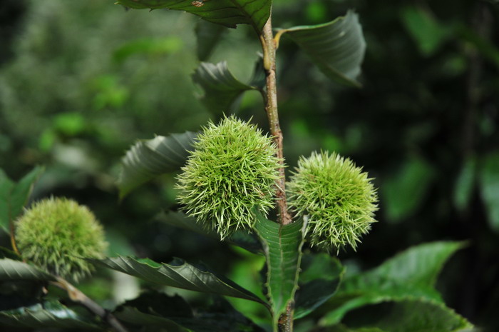 板栗Castanea mollissima