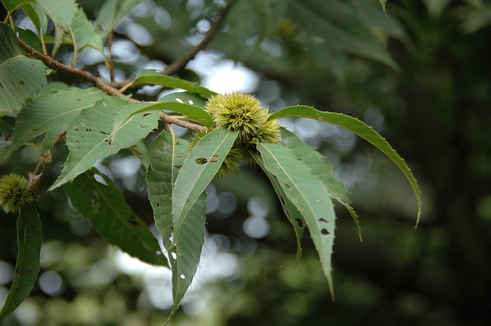 锥栗Castanea henryi 锥栗Castanea henryi