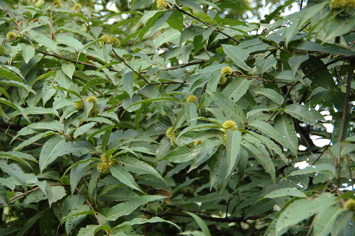 锥栗Castanea henryi 锥栗Castanea henryi