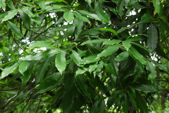 锥Castanopsis chinensis