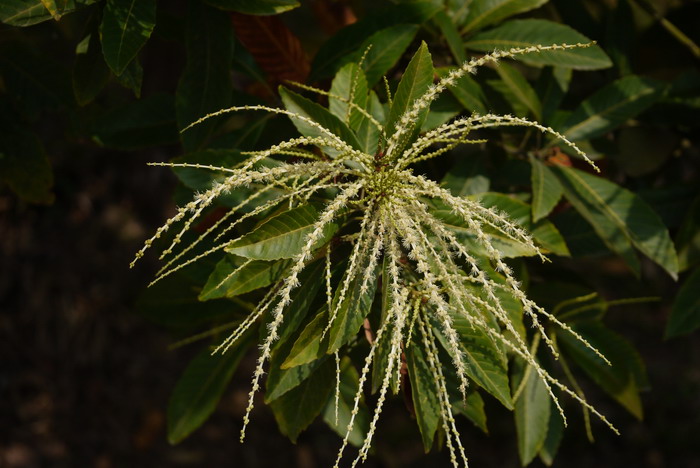 黧蒴栲Castanopsis fissa 黧蒴栲Castanopsis fissa