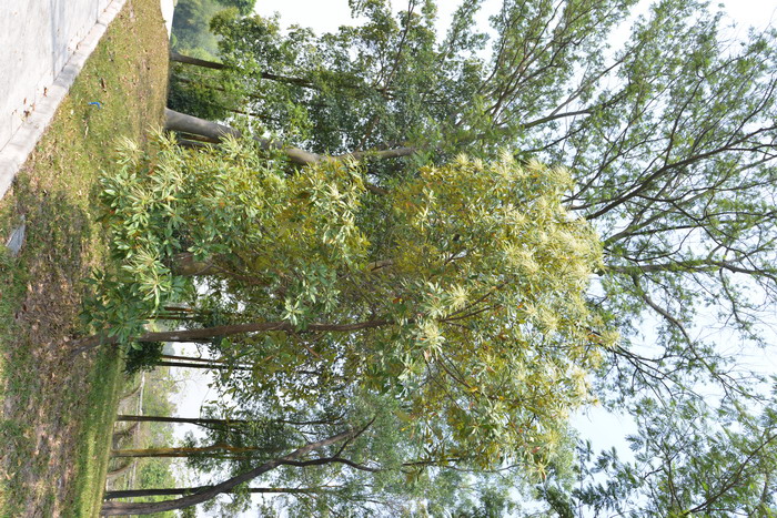黧蒴栲Castanopsis fissa 黧蒴栲Castanopsis fissa