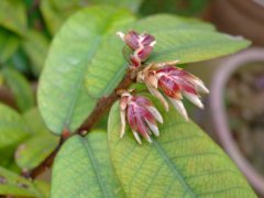 毛椎Castanopsis fordii