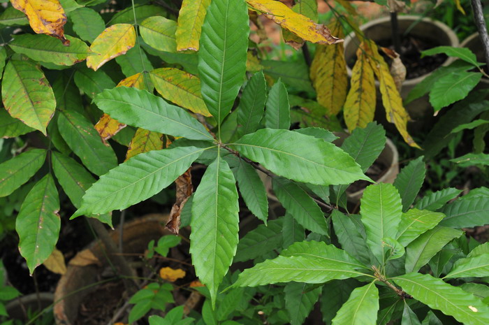 烟斗柯Lithocarpus corneus 烟斗柯Lithocarpus corneus
