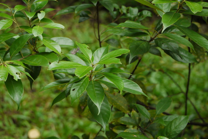 柯Lithocarpus glaber 柯Lithocarpus glaber