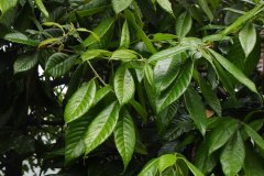耳柯Lithocarpus haipinii