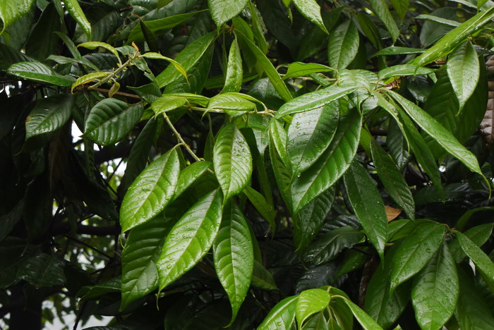 耳柯Lithocarpus haipinii 耳柯Lithocarpus haipinii