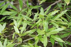 三斗石栎Pasania hancei var. ternaticupula f. naticupula