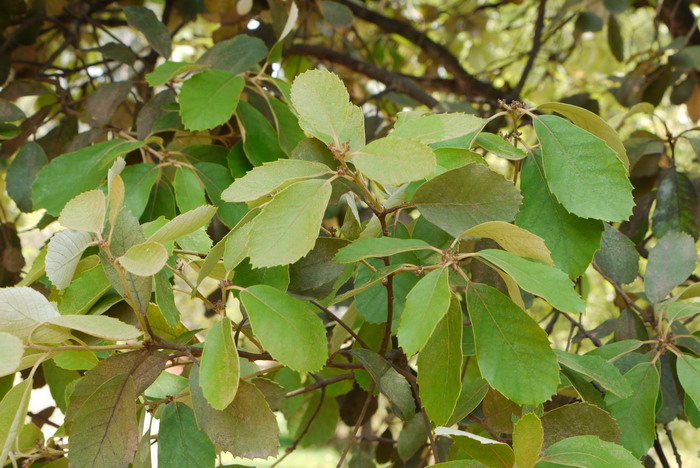 锥连栎Quercus franchetii