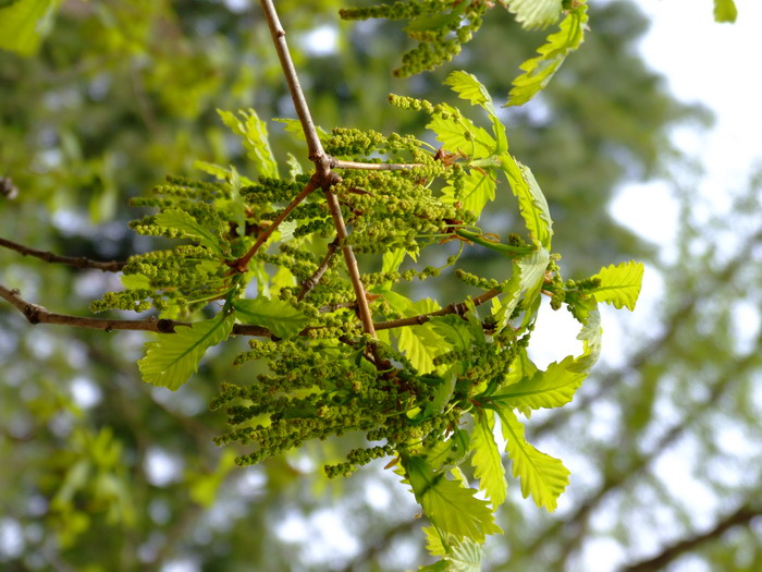 蒙古栎Quercus mongolica 蒙古栎Quercus mongolica