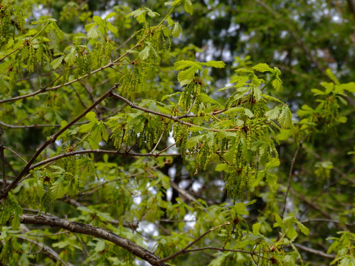 蒙古栎Quercus mongolica