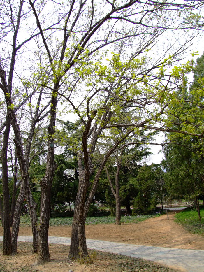 蒙古栎Quercus mongolica 蒙古栎Quercus mongolica