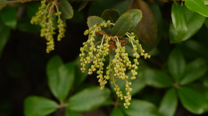 乌岗栎Quercus phillyraeoides 乌岗栎Quercus phillyraeoides
