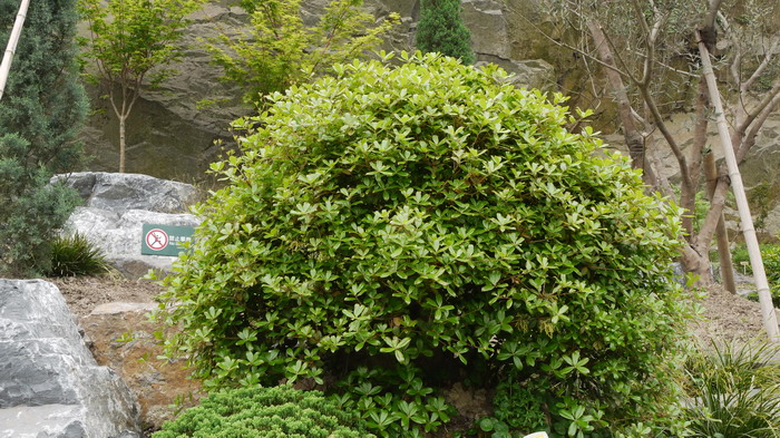 乌岗栎Quercus phillyraeoides 乌岗栎Quercus phillyraeoides