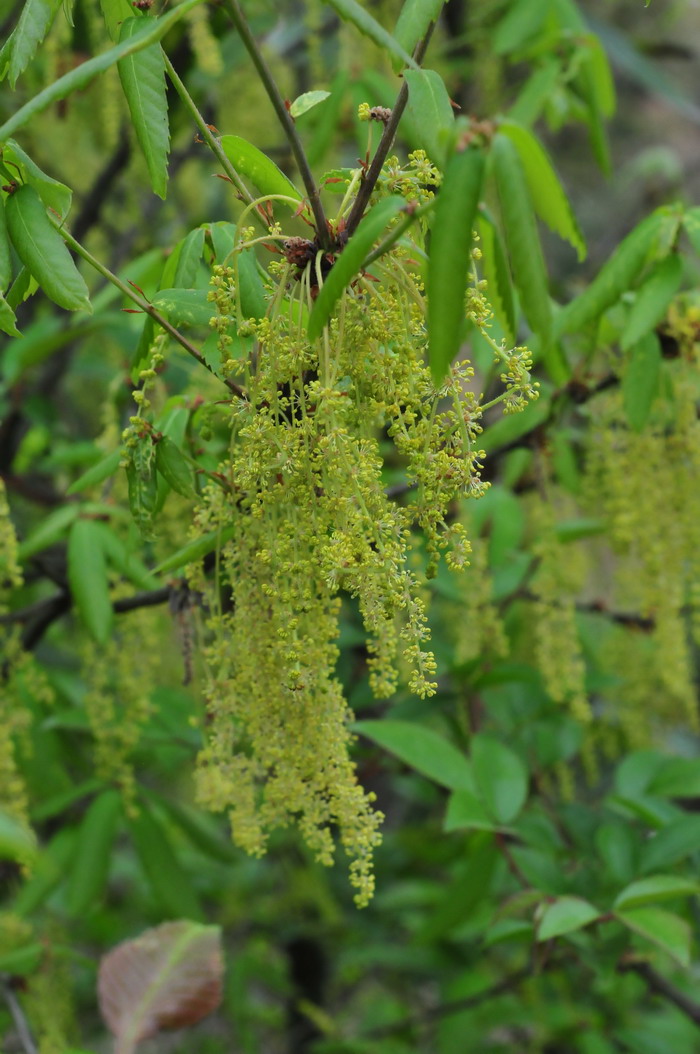 枹栎Quercus serrata 枹栎Quercus serrata