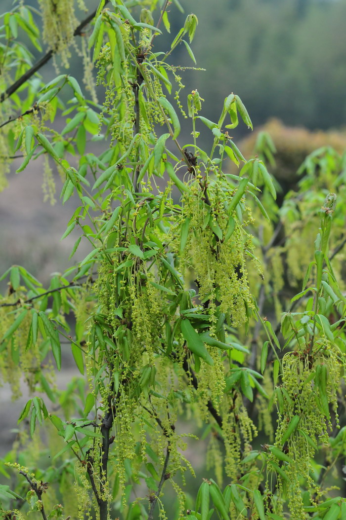 枹栎Quercus serrata