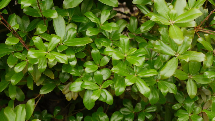乌岗栎Quercus phillyraeoides 乌岗栎Quercus phillyraeoides