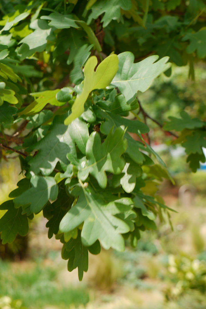 红懈栎Quercus rubra 红懈栎Quercus rubra
