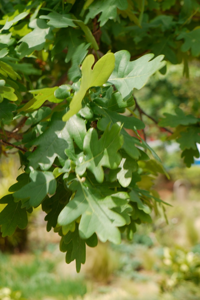 红懈栎Quercus rubra