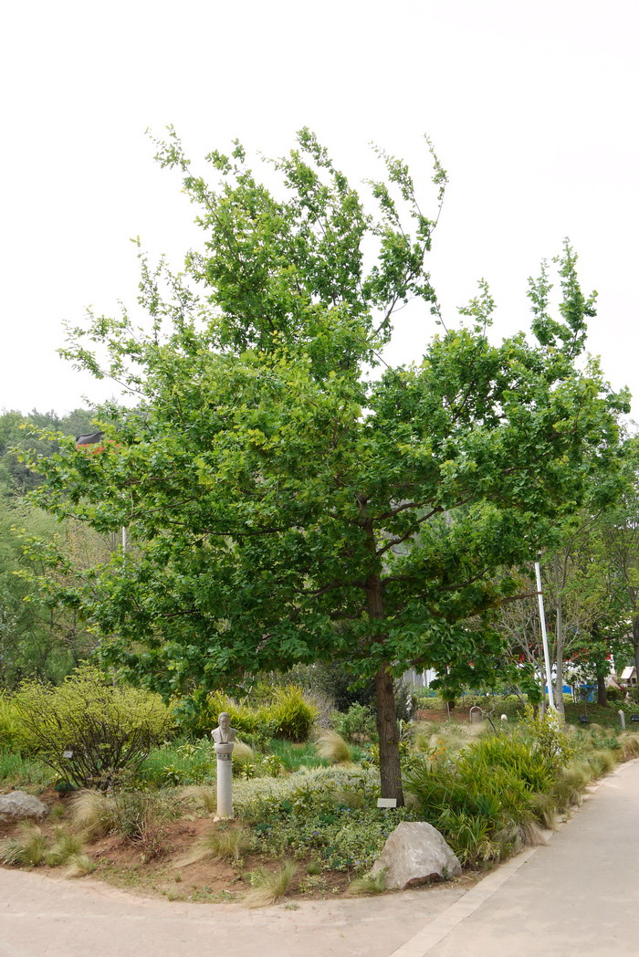 红懈栎Quercus rubra