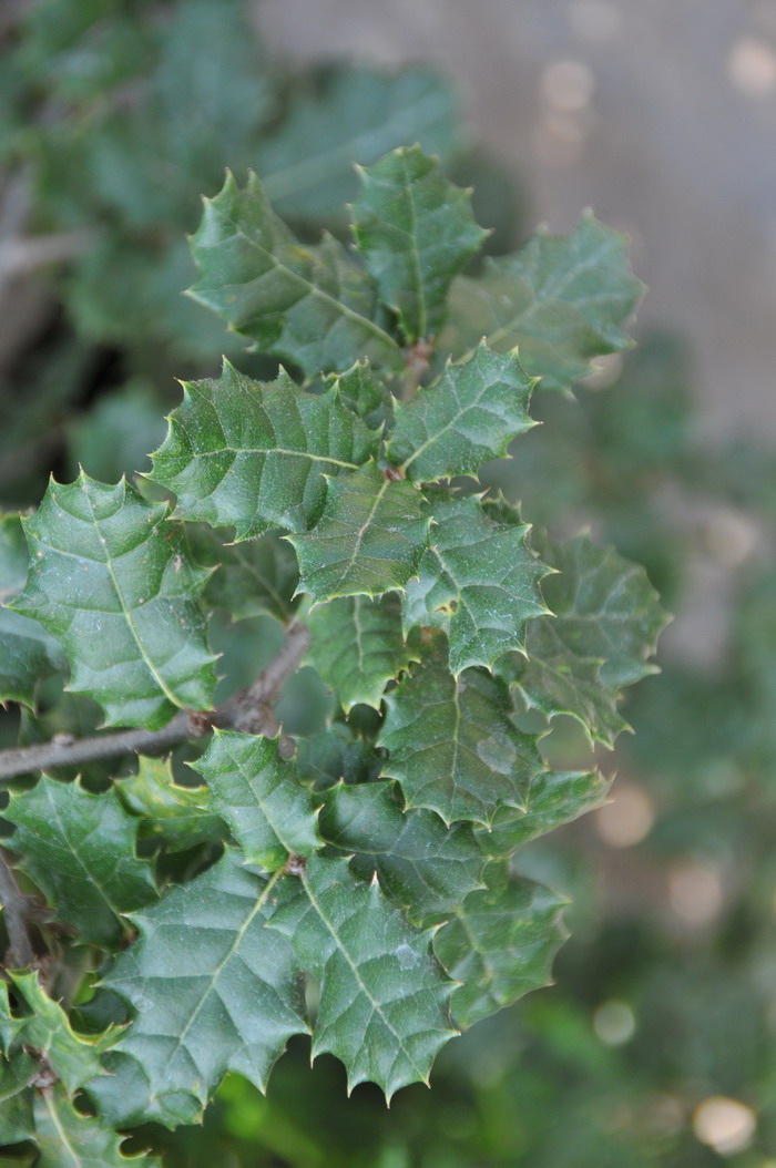 刺叶高山栎Quercus spinosa