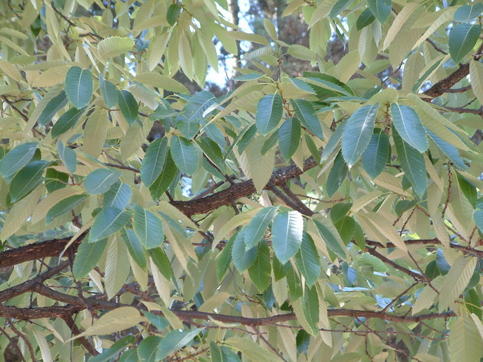 栓皮栎Quercus variabilis 栓皮栎Quercus variabilis