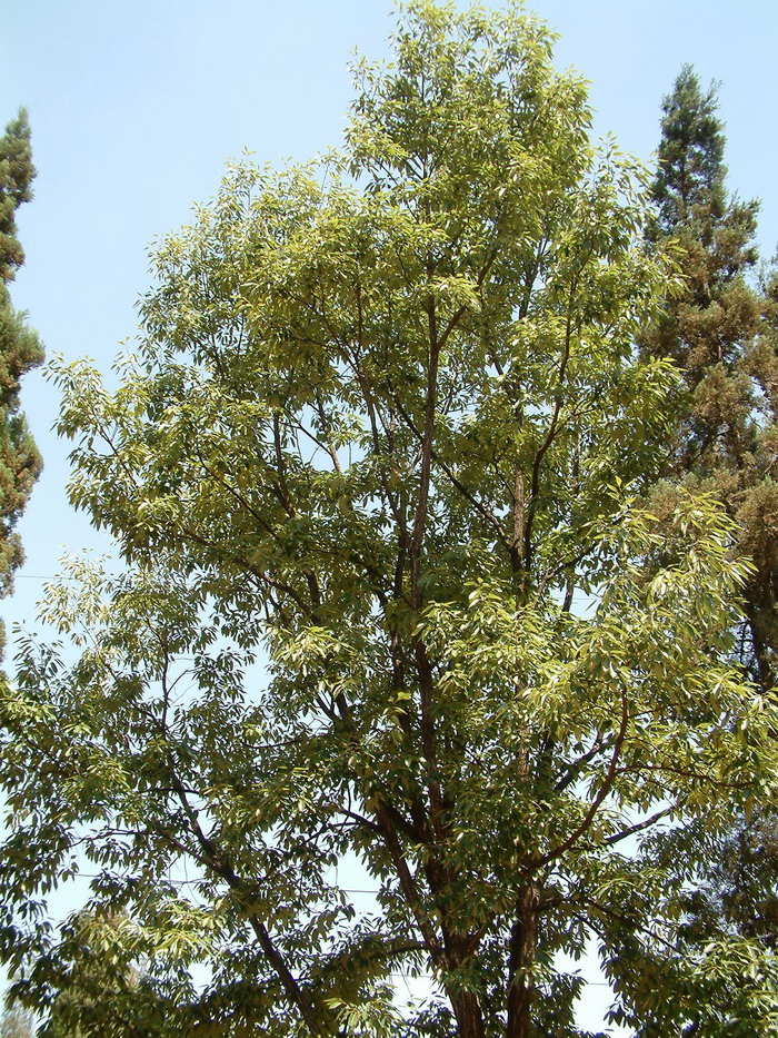 栓皮栎Quercus variabilis 栓皮栎Quercus variabilis