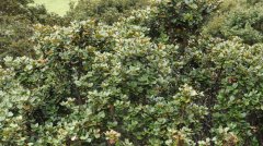 高山栎Quercus semecarpifolia