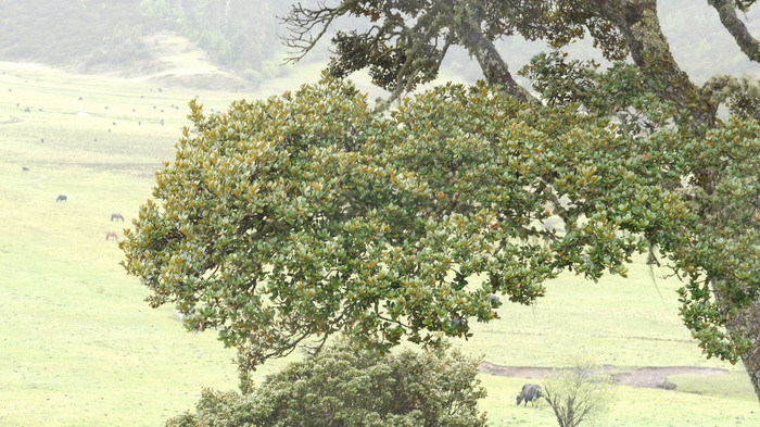 高山栎Quercus semecarpifolia
