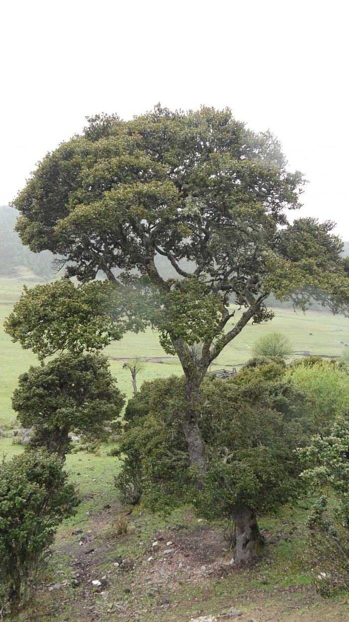 高山栎Quercus semecarpifolia