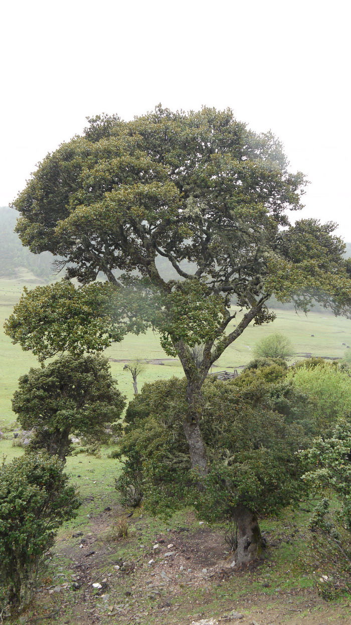 高山栎Quercus semecarpifolia 高山栎Quercus semecarpifolia