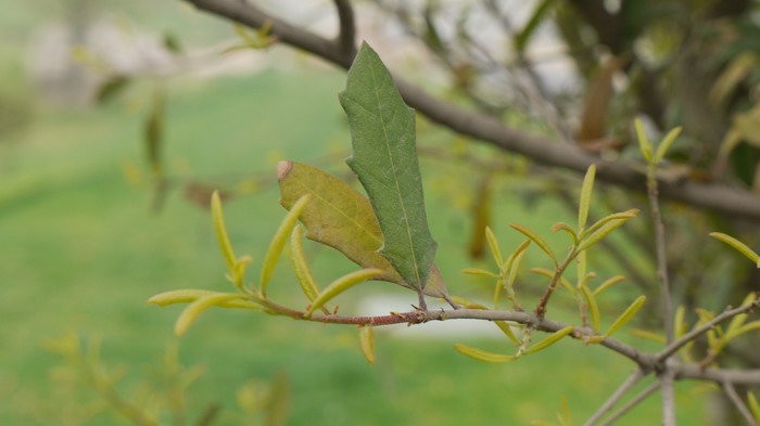 弗吉尼亚栎Quercus virginiana 弗吉尼亚栎Quercus virginiana