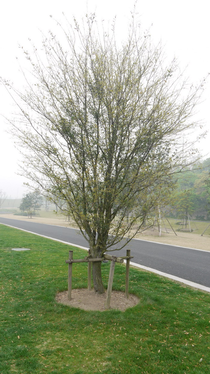 弗吉尼亚栎Quercus virginiana 弗吉尼亚栎Quercus virginiana