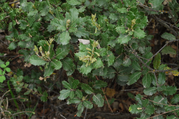 灰背栎Quercus senescens