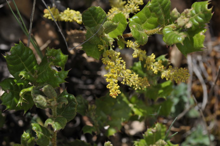 灰背栎Quercus senescens 灰背栎Quercus senescens