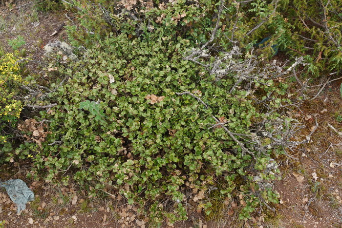 灰背栎Quercus senescens