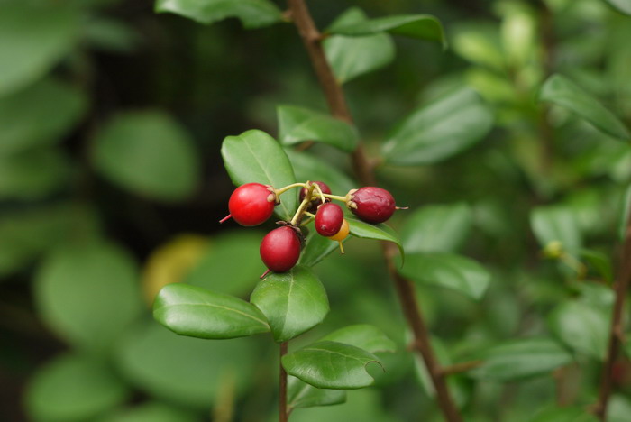 海南箣柊Scolopia buxifolia 海南箣柊Scolopia buxifolia