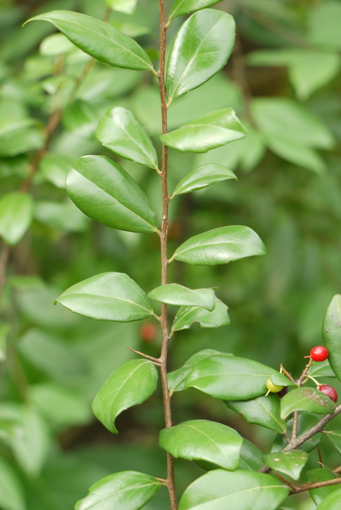 海南箣柊Scolopia buxifolia 海南箣柊Scolopia buxifolia