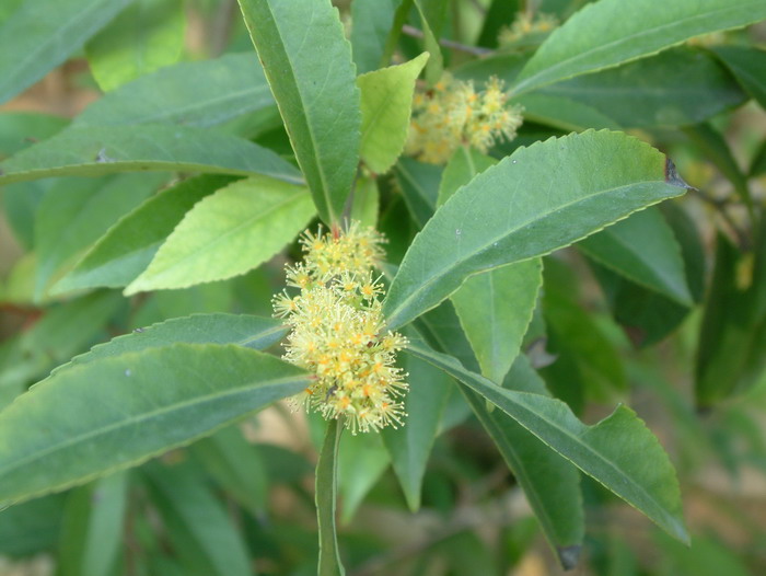 长叶柞木Xylosma longifolium 长叶柞木Xylosma longifolium