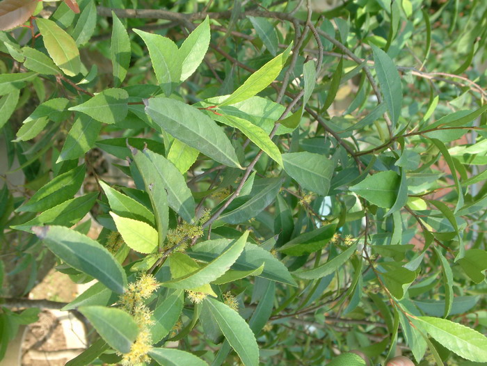 长叶柞木Xylosma longifolium