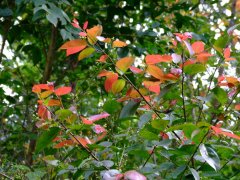 紫梅Flacourtia inermis