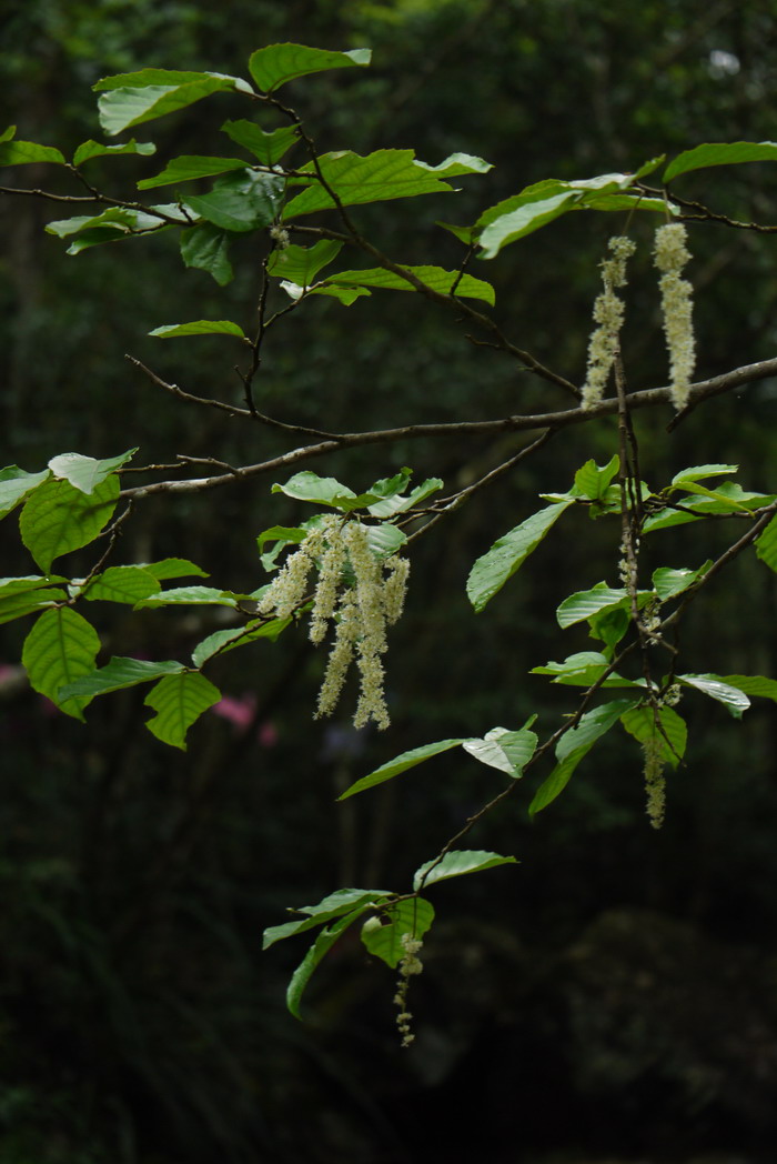 天料木Homalium cochinchinense