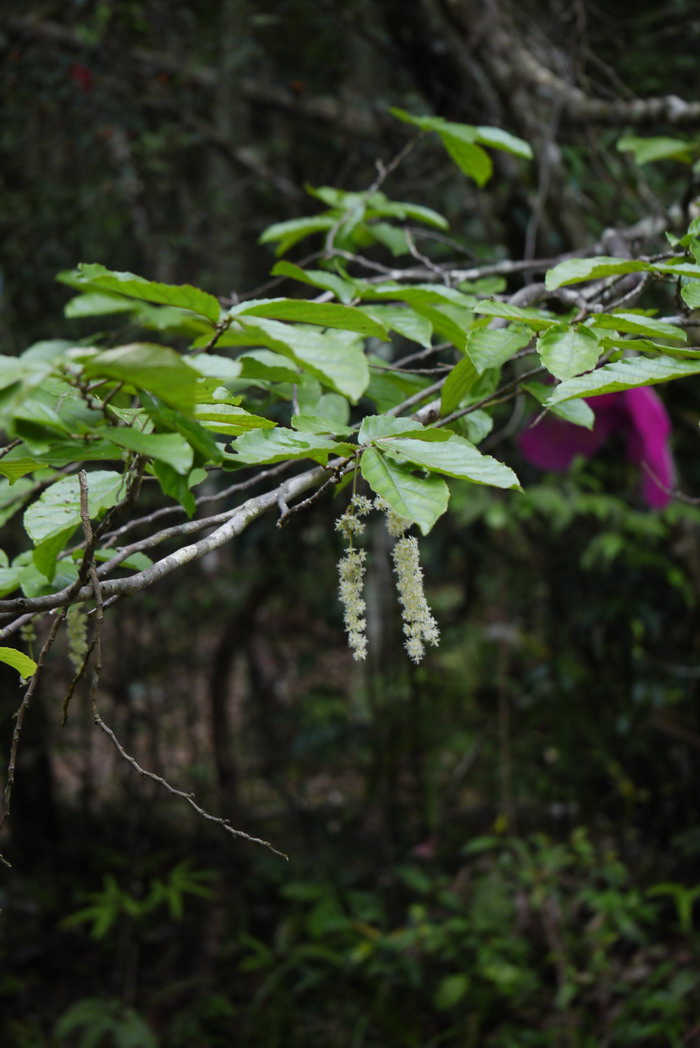 天料木Homalium cochinchinense 天料木Homalium cochinchinense