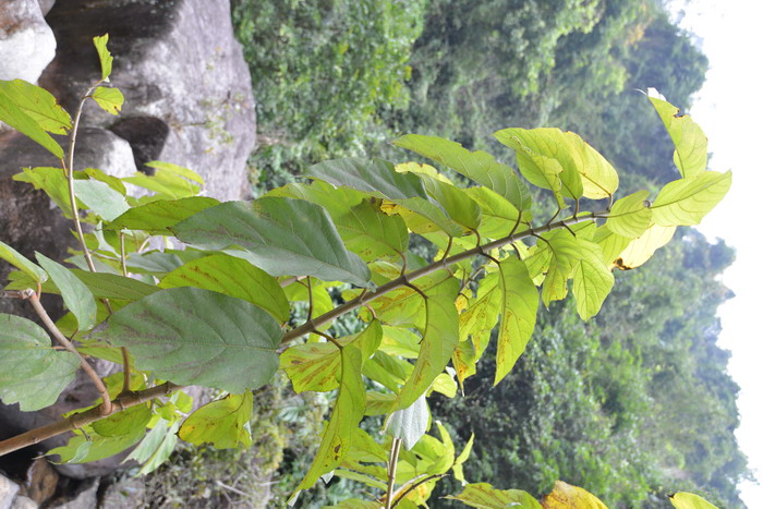 天料木Homalium cochinchinense