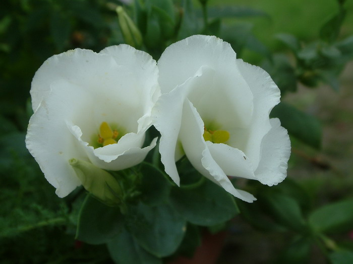 洋桔梗Eustoma grandiflorum