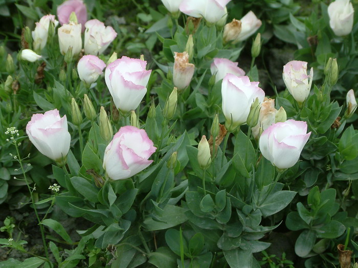 洋桔梗Eustoma grandiflorum