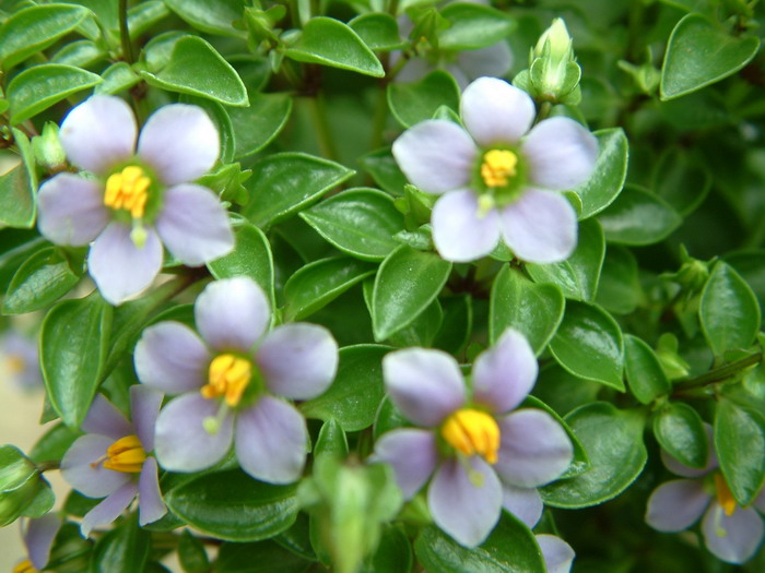 紫芳草Exacum affine 紫芳草Exacum affine