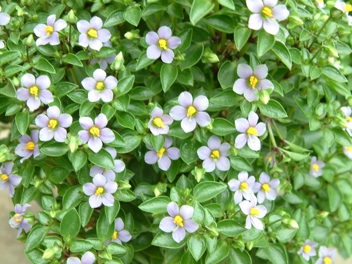 紫芳草Exacum affine 紫芳草Exacum affine