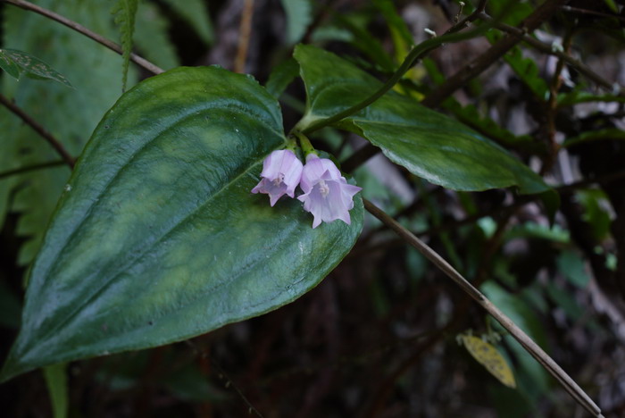 福建蔓龙胆Crawfurdia pricei 福建蔓龙胆Crawfurdia pricei